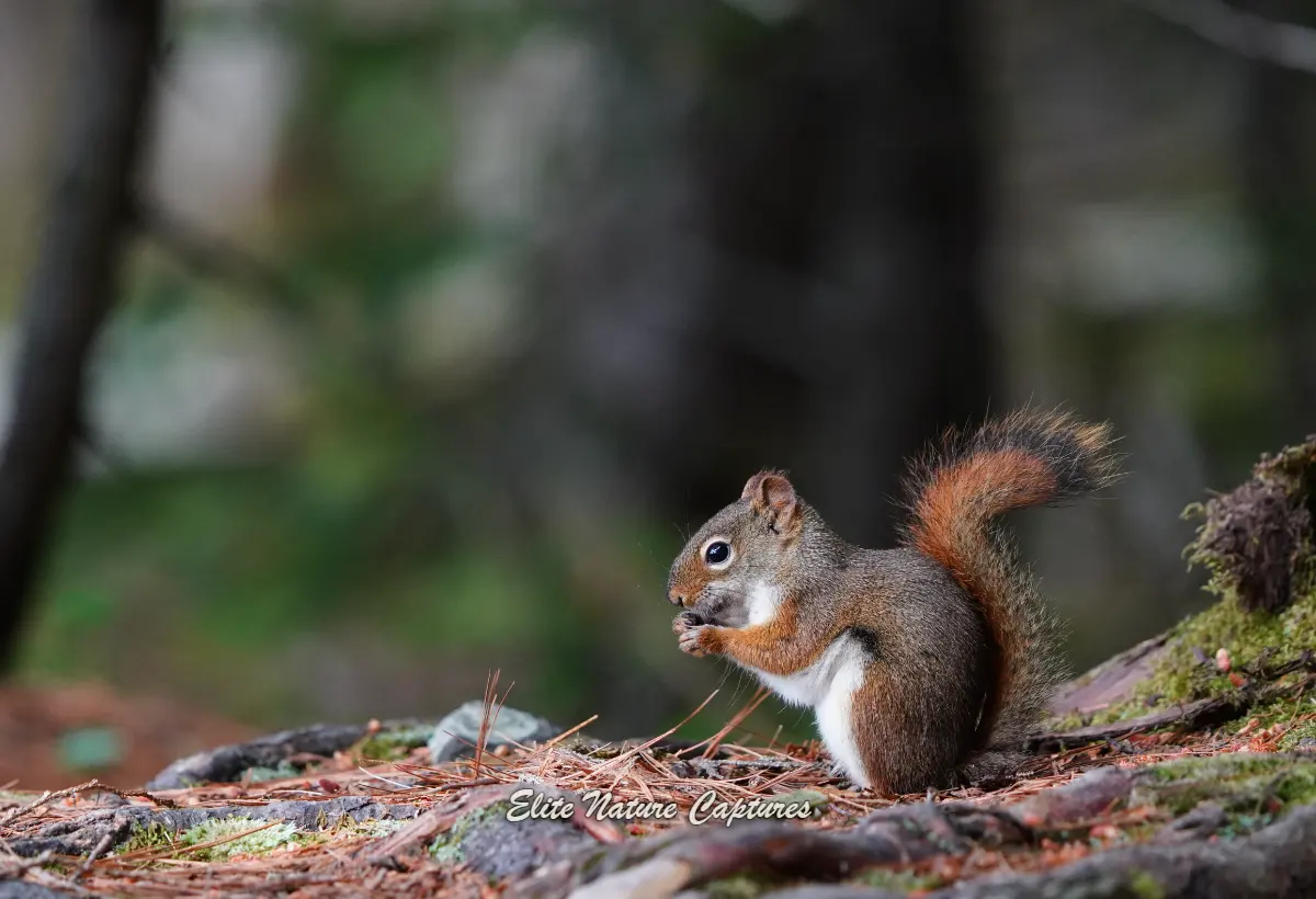 Red Squirrel in Pine Forest - Wildlife Photography Print