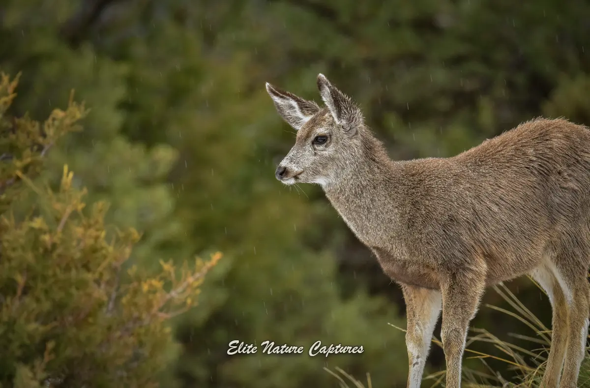 Young Mule Deer in Rain - Yellowstone National Park
