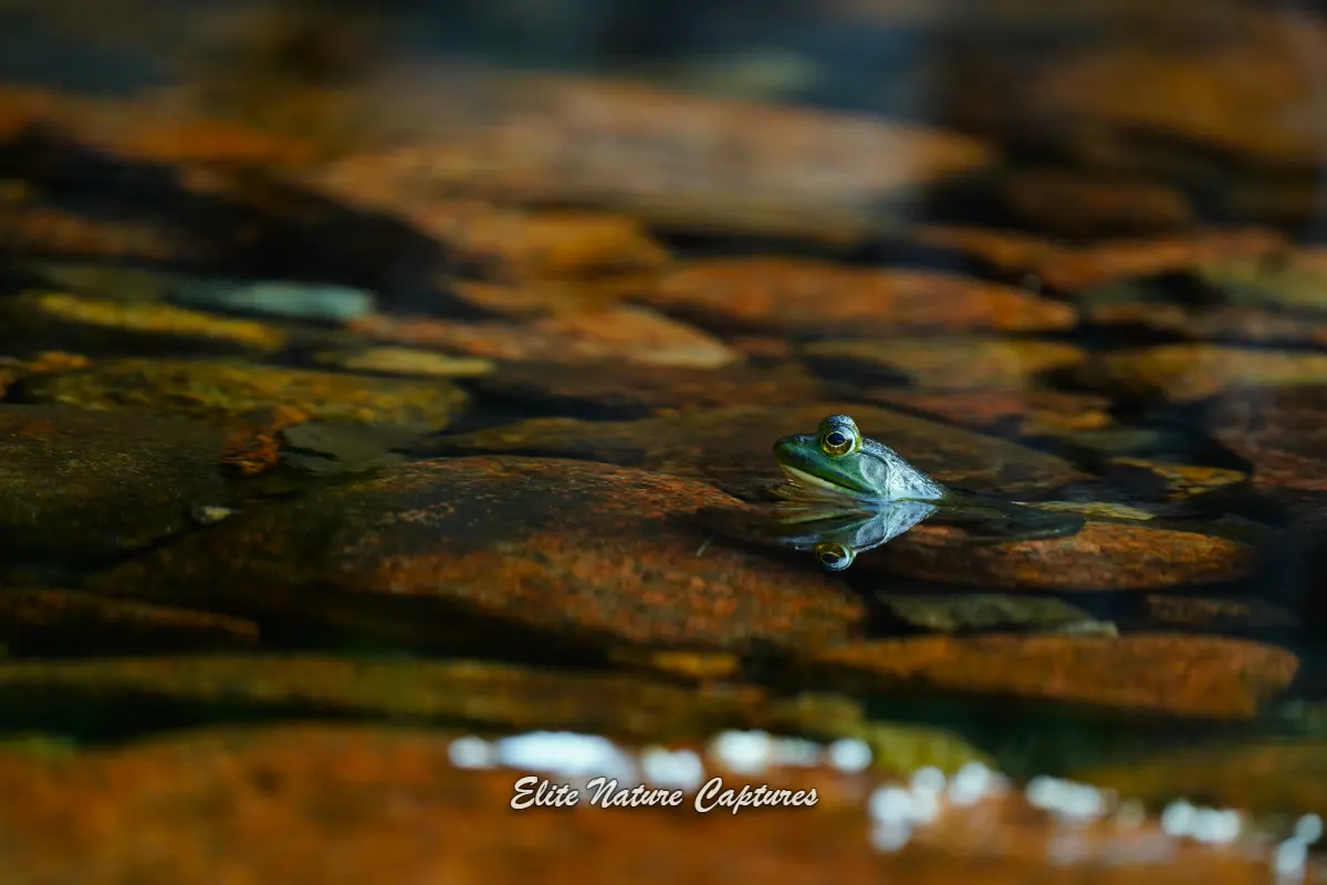 Bullfrog Resting in Calm Glassy Water - Nature Photography
