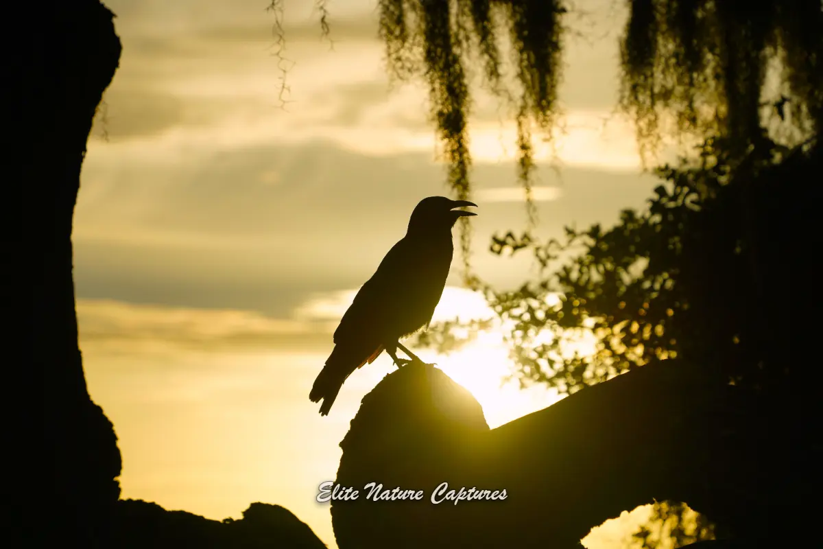Crow Silhouette Against Sunset Sky