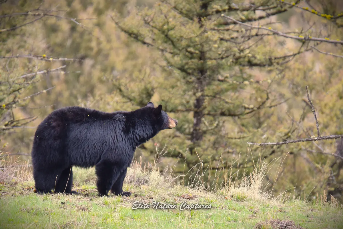Blackbear in Yellowstone National Park