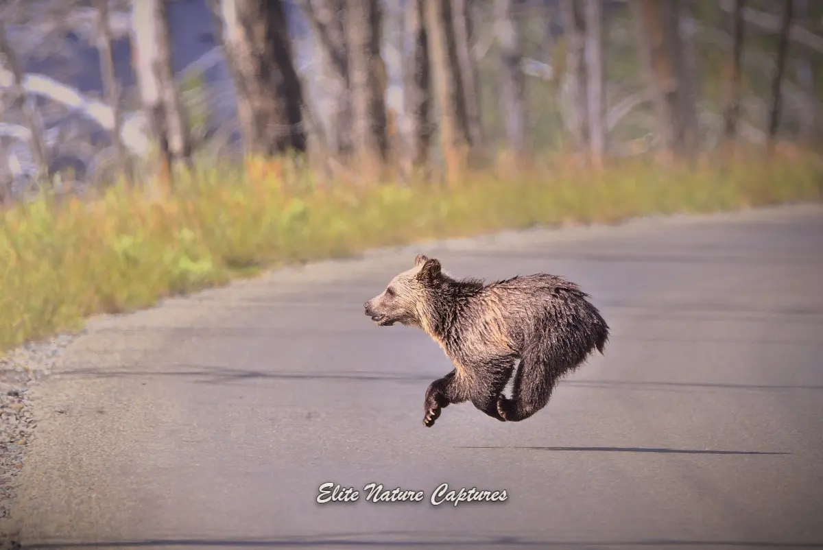Bear Cub in Glacier National Park