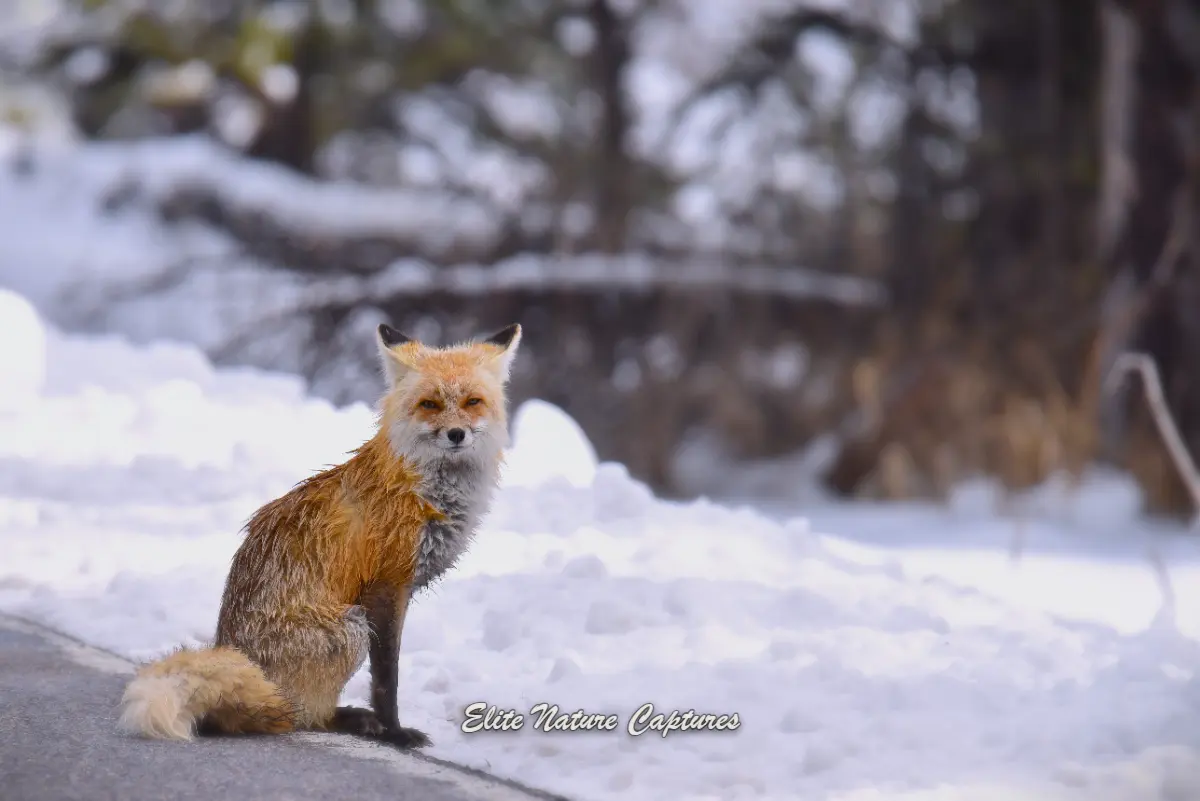 Red fox in Snow