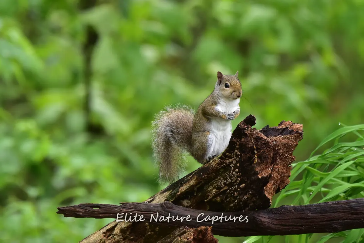Forest Watchman