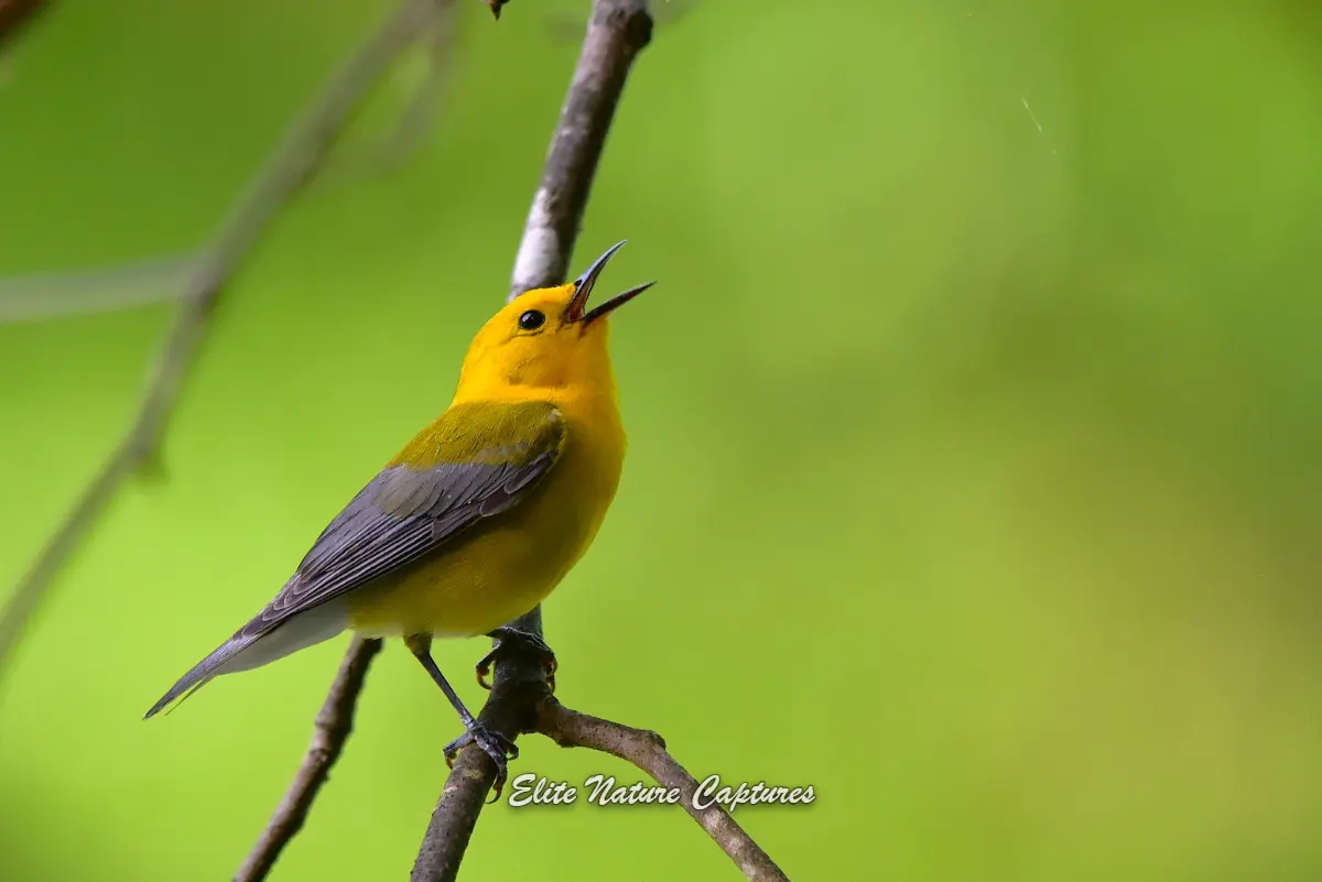 Prothonotary Warbler Singing in Spring Sunlight