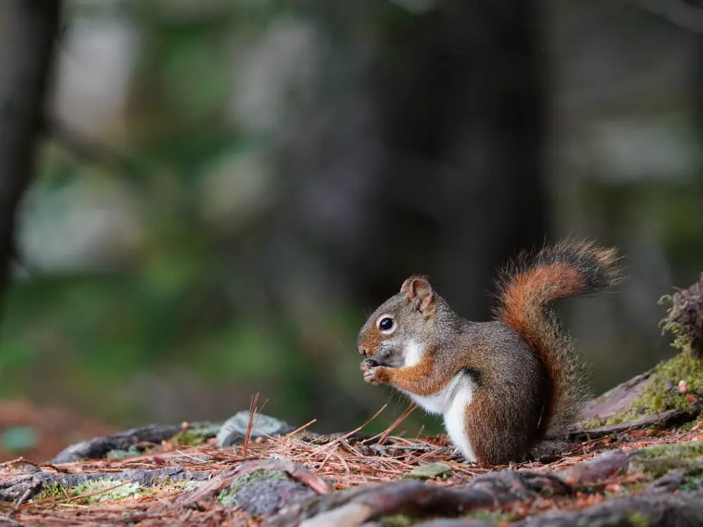 Red Squirrel in Pine Forest - Wildlife Photography Print