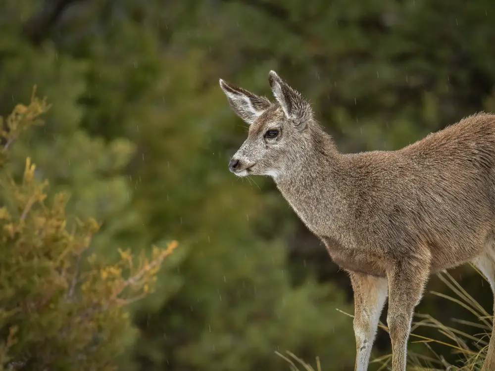 Young Mule Deer in Rain - Yellowstone National Park