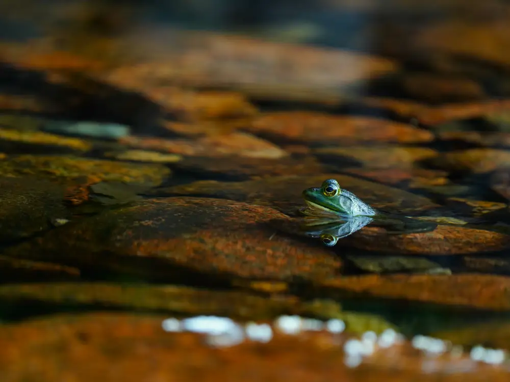 Bullfrog Resting in Calm Glassy Water - Nature Photography
