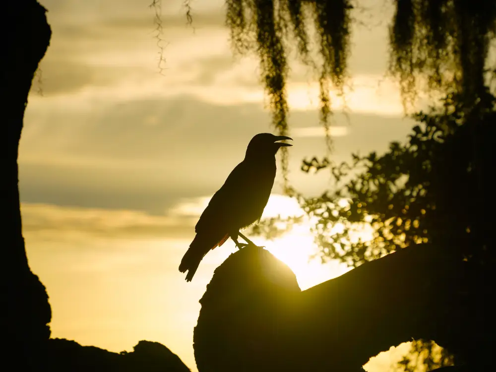 Crow Silhouette Against Sunset Sky