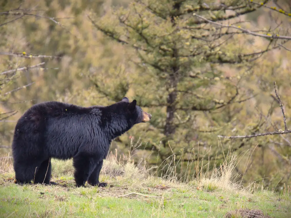 Blackbear in Yellowstone National Park