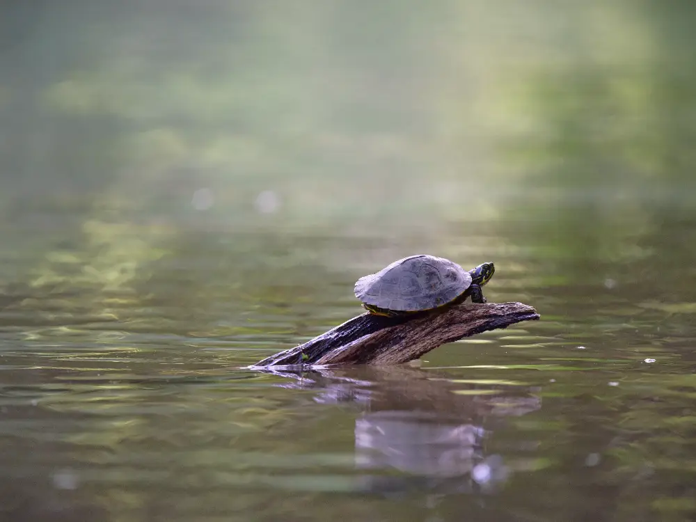 Box Turtle Resting in Natural Habitat