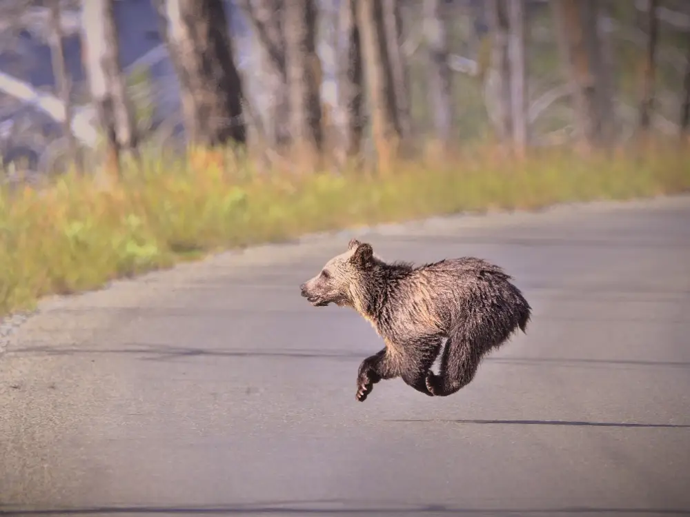 Bear Cub in Glacier National Park
