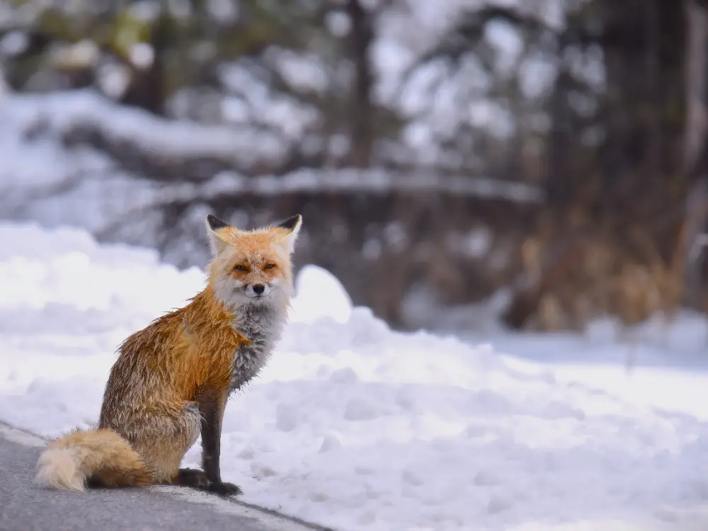 Red fox in Snow