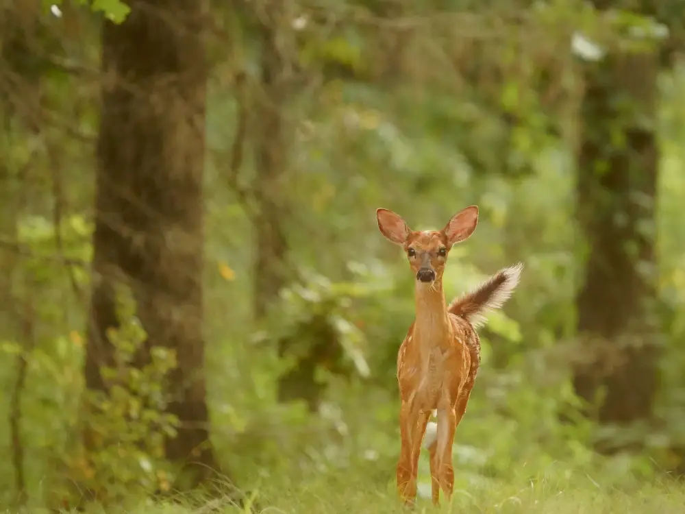 Curios White-tailed deer fawn