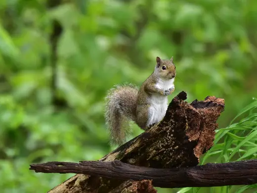 Forest Watchman